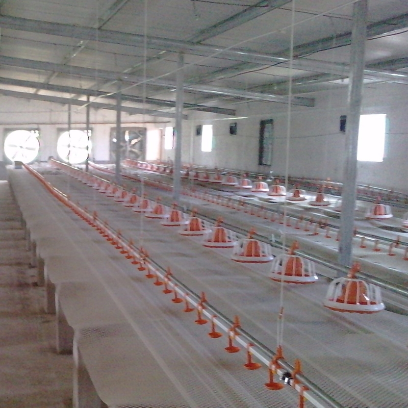 Broiler Poultry Nipple Drinker System For Chicken